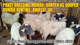 DOMBA DORPER F1 MULAI 1,8 JT, PAKET BREEDING MURAH, AWASSI, SUFFOLK, dll.❤️‍🔥❤️‍🔥