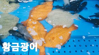 황금광어 손질방법