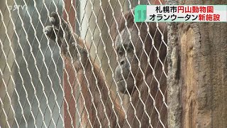 ボルネオ島の熱帯雨林を再現　オランウータン館オープン　スコールの仕掛けも　札幌・円山動物園