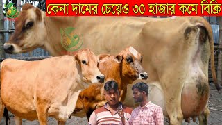 সাব্বির ভাইয়ের সব ফাটাফাটি গাভীর কালেকশন ! ১৩-২৮ লিটারের মধ্যে বাচ্চা সহ জার্সি গাভী কিনুন