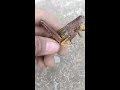 sad😭 grasshopper is dead😥😥shortvideo viralvideo satisfyingasmr trendingvideo dako ini mix vlogs