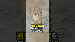 シロアリの通り道「蟻道」を見つけたらすぐに対処を！ #シロアリ #シロアリ対策 #シロアリ駆除 #害虫駆除 #アサンテ