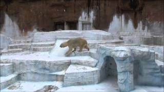 2015年9月17日　天王寺動物園　ホッキョクグマ　バフィンとモモ４