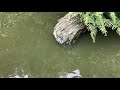 20180506木柵動物園鳥園