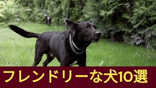 家族にぴったり！フレンドリーな犬種トップ10