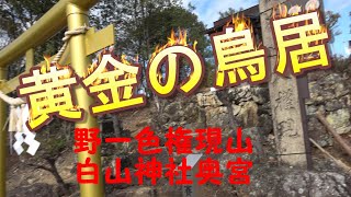 【野一色権現山】野一色白山神社奥宮　黄金の鳥居！標高186.5m