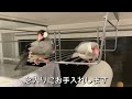 絶対に手のひらで水浴びする文鳥たち java sparrow