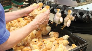 Latest Breed Chickens Process - Raising Broiler Cages Method - Modern Poultry Processing Factory