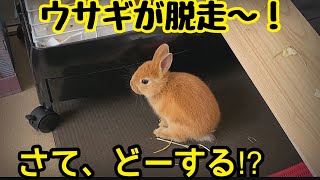 触ると大暴れするウサギが脱走