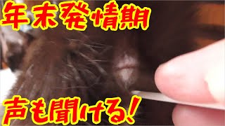 発情期のみーちゃん猫のオス猫を呼ぶ声が初めて撮影できた…いままでは録画するとすぐにこっちに来てたので撮影できなかったので結構貴重です