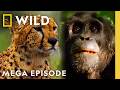 Unpredictable Animal Killers | World's Deadliest MEGA Episode | Nat Geo Animals