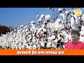 शेतकऱ्यांनो कापसाचे हेच वाण लावा cotton seeds