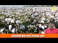 शेतकऱ्यांनो कापसाचे हेच वाण लावा cotton seeds