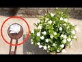 give this fertilizer for uncountable flowers on mogra plant | mogra growing tips | mogra jasmine