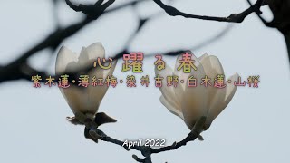 2022「 心躍る春 」紫木蓮・薄紅梅・染井吉野・白木蓮・山桜