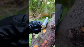 Spring Tree Grafting Method Grafting Spring Plants