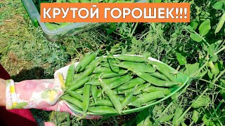 Крутой горошек, попробуйте не пожалеете