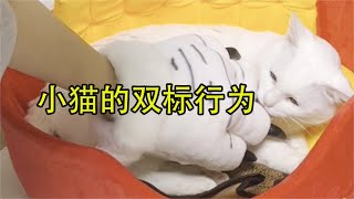 猫对喜欢的人脾气能有多好？双标的不行！ #九月 #海藻  #猫咪【海藻爱麻麻】