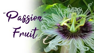 The Passion of the Passionfruit