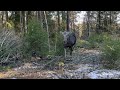 nærkontakt med skogens konge elg på løpetur moose encounter