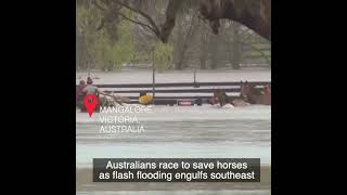 Australians race to save horses as flash flooding engulfs southeast #shorts