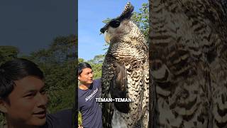 keren bgt🥹INILAH BURUNG HANTU TERBESAR DI INDONESIA‼️#shorts