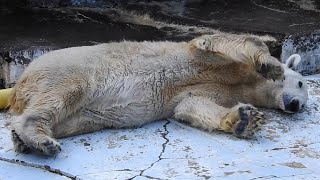 国内最高齢のホッキョクグマバリーバ（しろくまピースの母）の若々しい行動♪とべ動物園