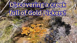 Finding Gold Everywhere in the Smallest Creek we have ever Prospected!