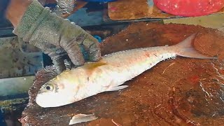 Cutting Flathead Grey Mullet | Fast Cutting Skills