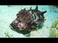 【南国ダイビング】カパライの海でコミカルに歩くハナイカ　カパライ島 ボルネオ マレーシア