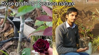 गुलाब को ग्राफ्टिंग कब और कैसे करें | Rose grafting complete updates