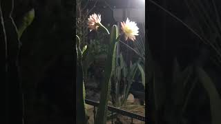 一夜限りの貴重な花を咲かせるサボテンの開花を収めた貴重映像 #サボテン #多肉植物 #花