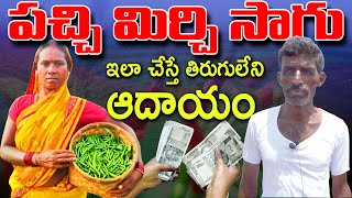 పచ్చి మిరప సాగు |Green Chilli Farmer |ఇలా చేస్తే తిరుగులేని ఆదాయం |Green Chili Pepper Farming Telugu