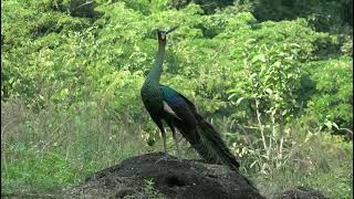 Green Peafowl (Pavo muticus), pericolo di estinzione