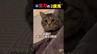 可愛い保護猫ピノ全力2度見！ #cat #保護猫 #猫