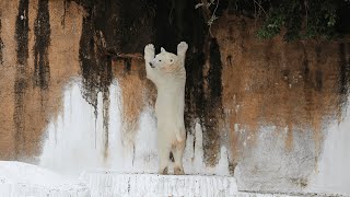 何度も立ち上がるホウちゃん【天王寺動物園】