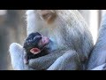 amazingly cute newborn monkey animals