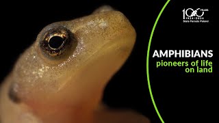 AMPHIBIANS. Pioneers of life on land - TRAILER