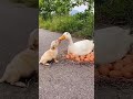 Friendship / puppy and duck . A beautiful moment #316 - #shorts