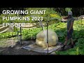 Growing Giant Pumpkins 2023 Episode 7 - Two Pumpkins Stopped Growing