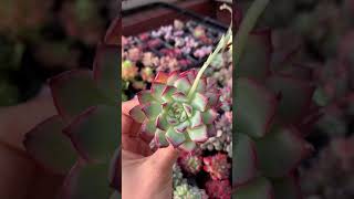 荷花 succulents 无土多肉植物