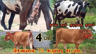 ஒரே விலையில் இரண்டு வெவ்வேறு சாதி சினை மாடுகள் 4 பல்லில் விற்பனை