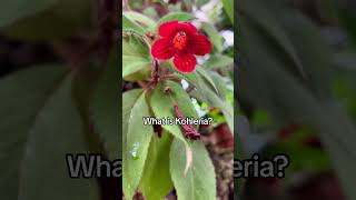 What is Kohleria? #shorts #kohleria #plants #flowers #gardening #nature #fy #fyp #fypシ #fypシ゚viral