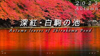 2023深まる白駒の池の紅葉 北八ヶ岳 苔と原生林 8K 自然映像