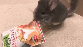 にんじんを食べるチンチラ Chinchilla eating Timothy