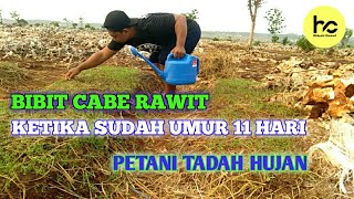 KETIKA BIBIT CABE RAWIT UMUR 11 HARI PETANI KABUPATEN TUBAN