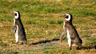 PENGUINS FROM THE END OF THE WORLD – Isla Magdalena, Strait of Magellan, South of Chile