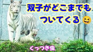 ママが何度でも場所を変えてもついてくる時雨＆月が可愛すぎ😍【伊豆アニマルキングダムのホワイトタイガー】