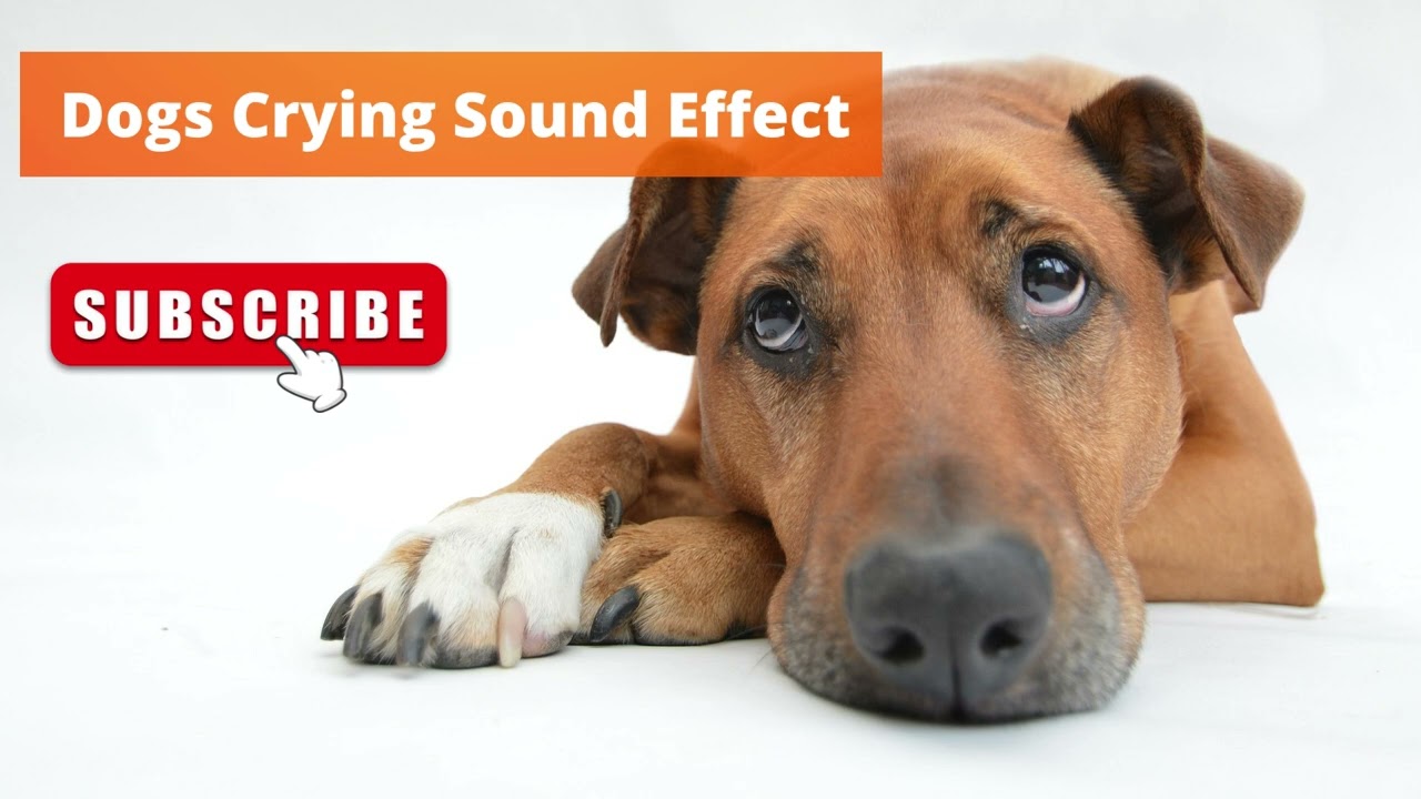 Dogs Crying Sound Effect - YouTube