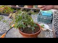 bonsai japanese maple bud picking and leaf cutting